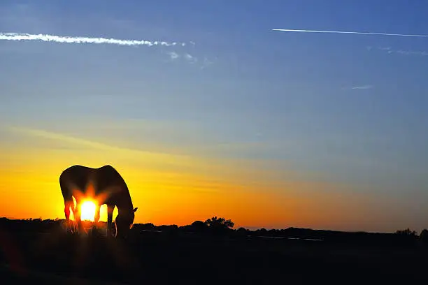 Photo of Silhouette of a horse at sunrise