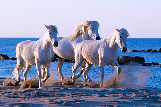 лошадь ходьбы, три белых лошадей ходить на пляже - horse animals in the wild water beach стоковые фото и изображения