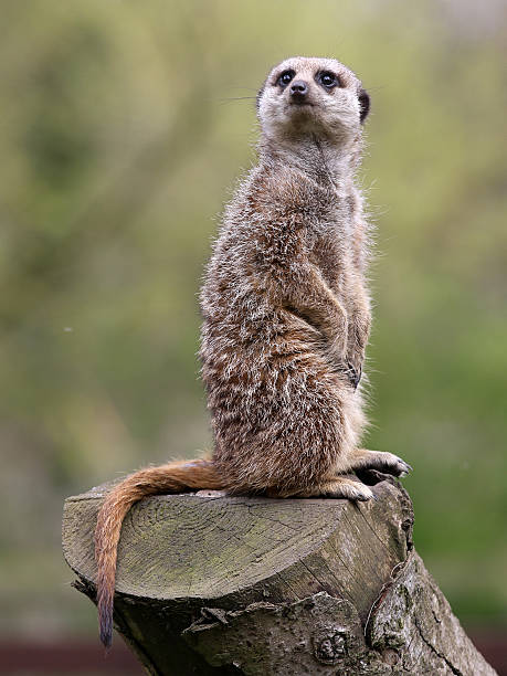 istock Meerkat on Lookout Duty 527906742
