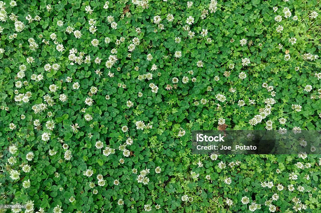 Spring Clover Background Spring clover background with white blossoms. Horizontal. Agricultural Field Stock Photo