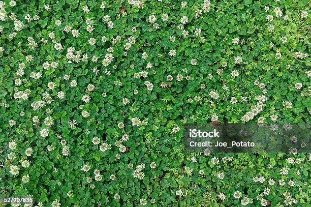 Spring Clover Background Stock Photo - Download Image Now - Agricultural Field, Backgrounds, Clover