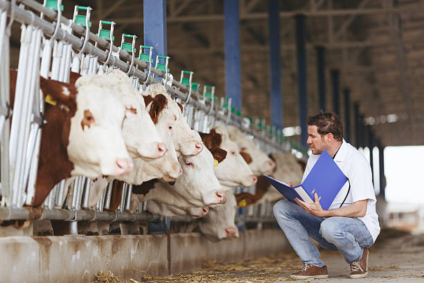 istock Veterinarian at farm cattle 527908210