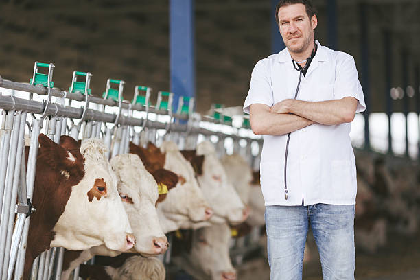 istock Veterinarian at farm cattle 527908376