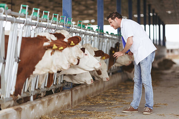 istock Veterinarian at farm cattle 527908734