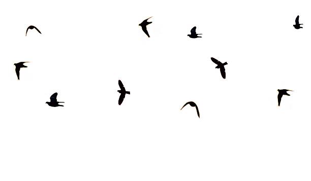 istock pigeon flock bird in flight on a white background 527909304