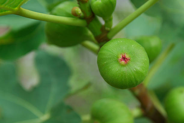 istock Black Jack fig or ficus carica variety. 527910532