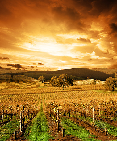 Autumn Sunset over vineyard