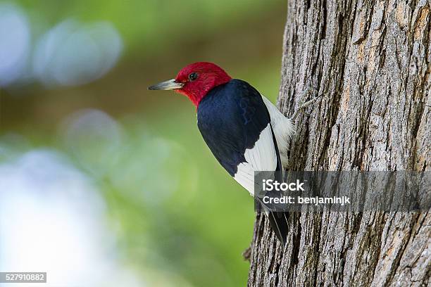 Redheaded Woodpecker Stock Photo - Download Image Now - Woodpecker, Redhead, Bird
