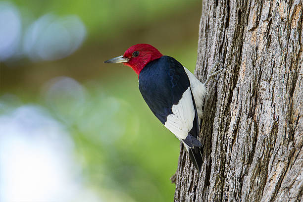 red-headed woodpecker - red hair zdjęcia i obrazy z banku zdjęć