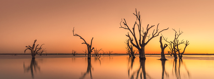 Dead trees in Lake Bonney, South Australia