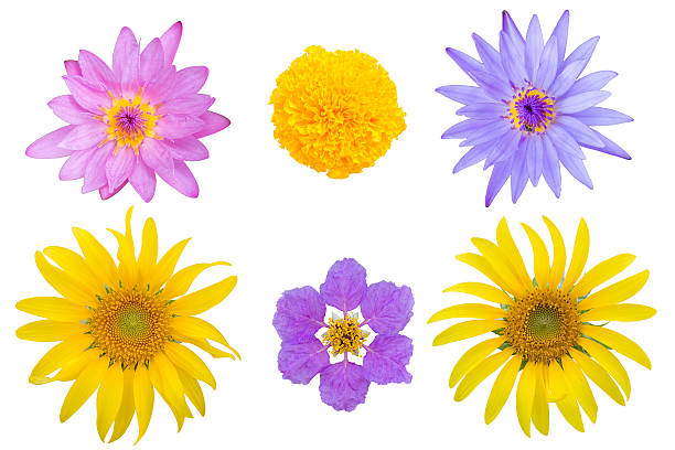 istock variety flowers isolated 527911006