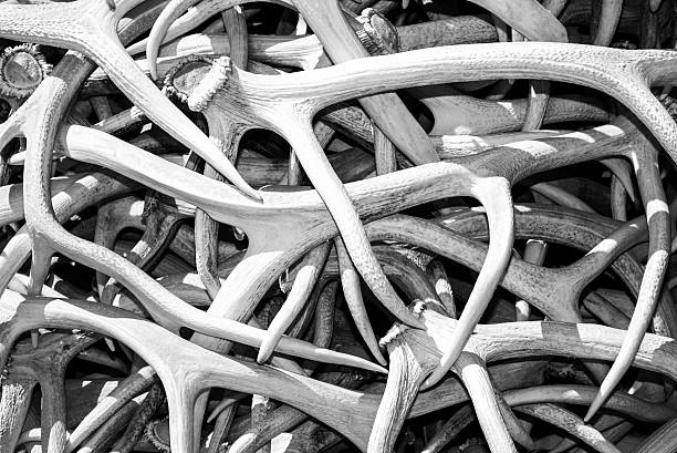 istock Antlers in A Pile 527912412