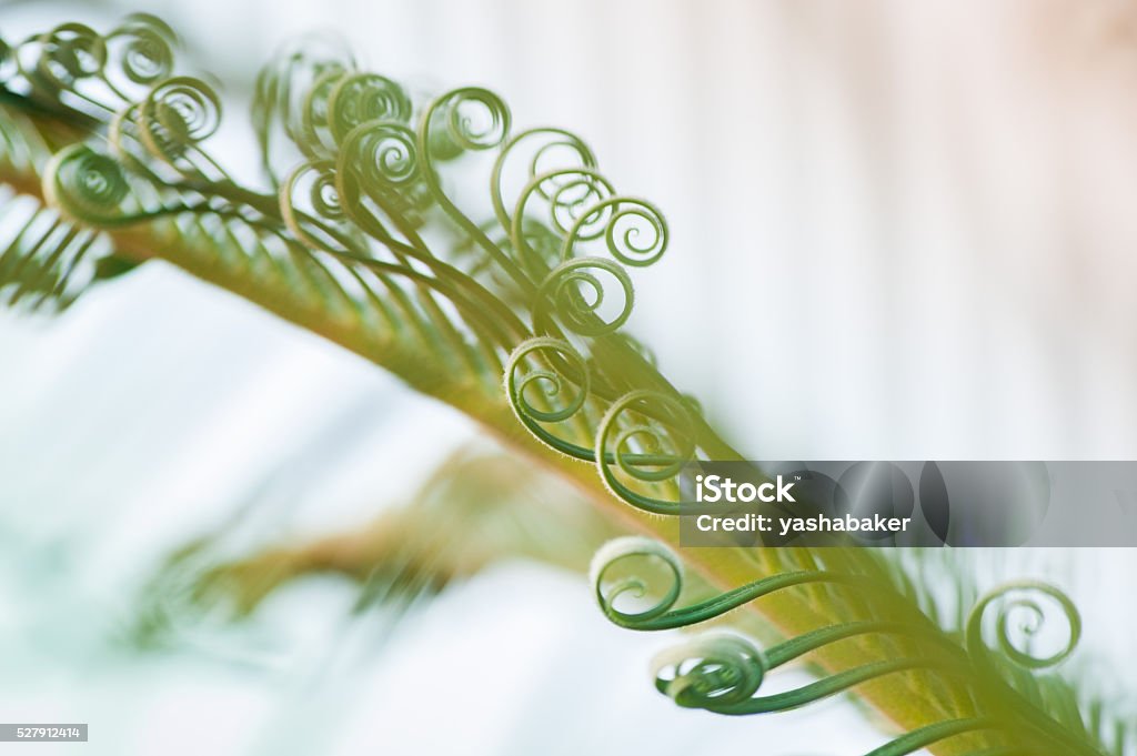 Young Palm Tree Leaves Sprouts Beautiful Curly Young Palm Tree Leaves Sprouts Abstract Stock Photo