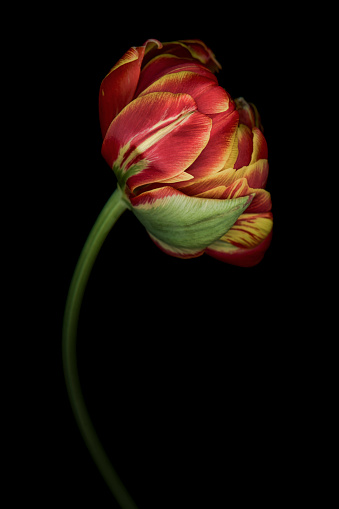 Yellow and red parrot tulip isolated against a black background.  Background is solid black which is easily extended for copy space.