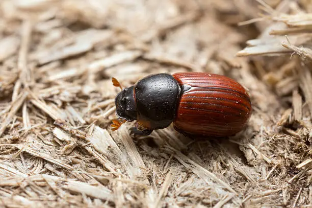 Digital photo of an Aphodius pedellus on dung. This beetle belongs to the Aphodiidae family. 