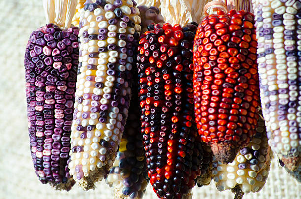 Native corn on the cob stock photo