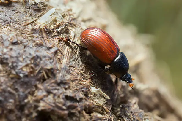 Digital photo of an Aphodius pedellus on dung. This beetle belongs to the Aphodiidae family. 