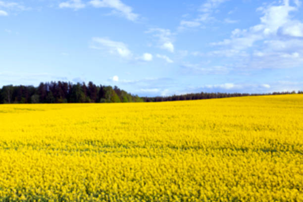 istock rapeseed field in the summer 527912920