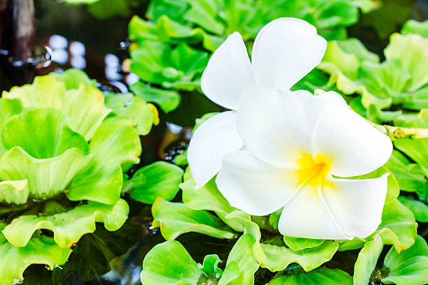 istock Frangipani Spa Plumeria Flowers 527912982