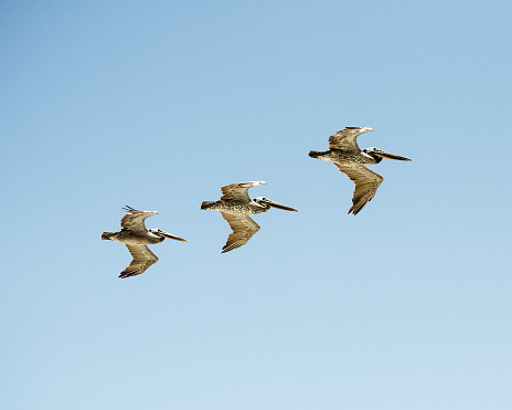 Three Brown Pelicans (Pelecanus occidentalis) fly above Laguna, CA, USA.