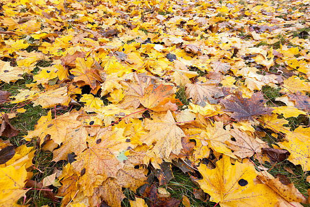 istock Autumn Park, overcast 527913226
