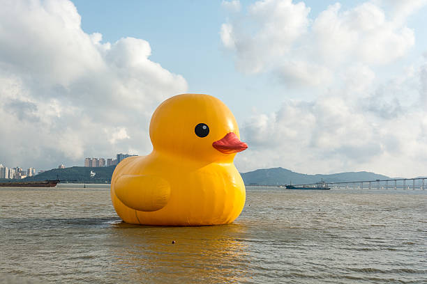 istock The bull and the rhubarb (yellow) duck 527914008