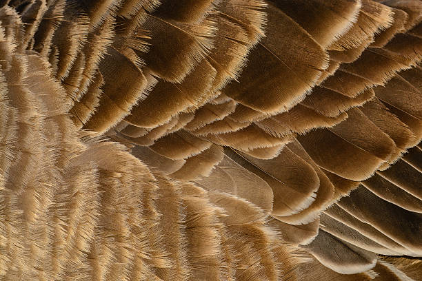 istock Feathers of a Greylag goose (Anser anser). 527953711