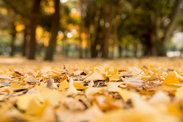 istock Autumn leaves and ginkgo 527953875