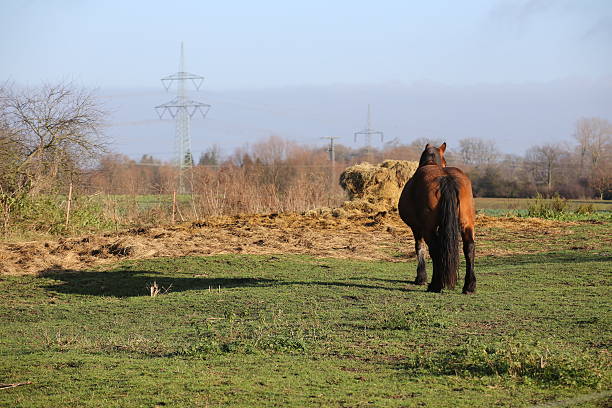 istock Heavy Horse And Hay Bale 527953893