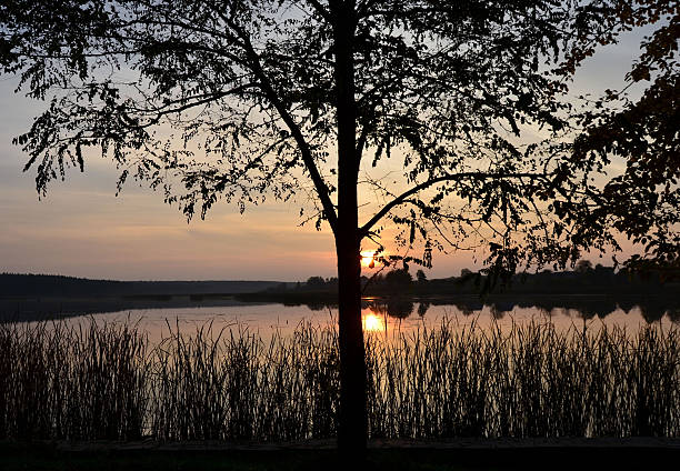 istock Tree near lake in the evening 527954139