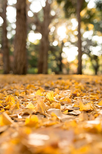 istock Autumn leaves of Japan 527954307