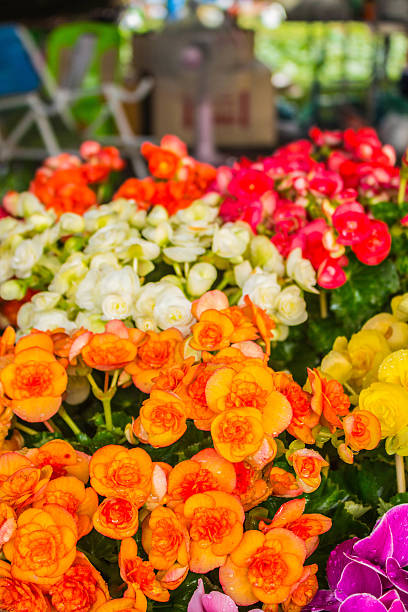 istock colorful flowers 527955173