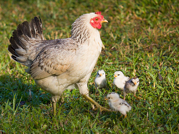 istock Single mom chicken walk on green grass 527956185