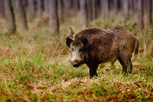 Wild boar (sus scrofa) walking in forest