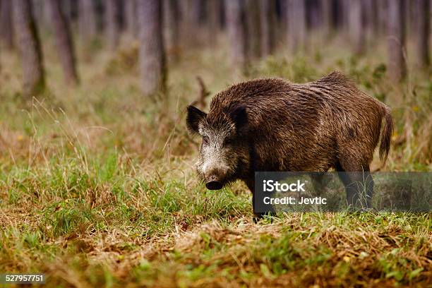 Wild Boar Stock Photo - Download Image Now - Wild Boar, Animal, Animal Wildlife