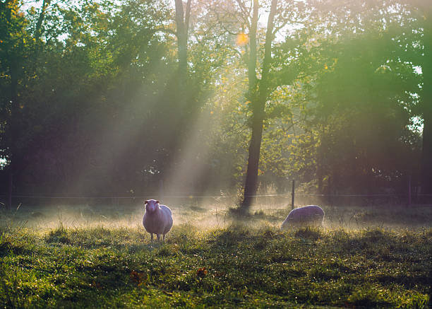 Sunny foggy autumn morning with sheep stock photo