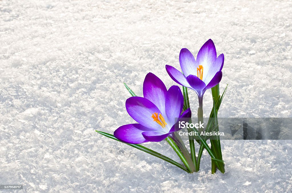 Primera azafrán flores - Foto de stock de Nieve libre de derechos