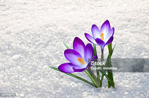 Primera Azafrán Flores Foto de stock y más banco de imágenes de Nieve - Nieve, Azafrán - Familia del Iris, Flor