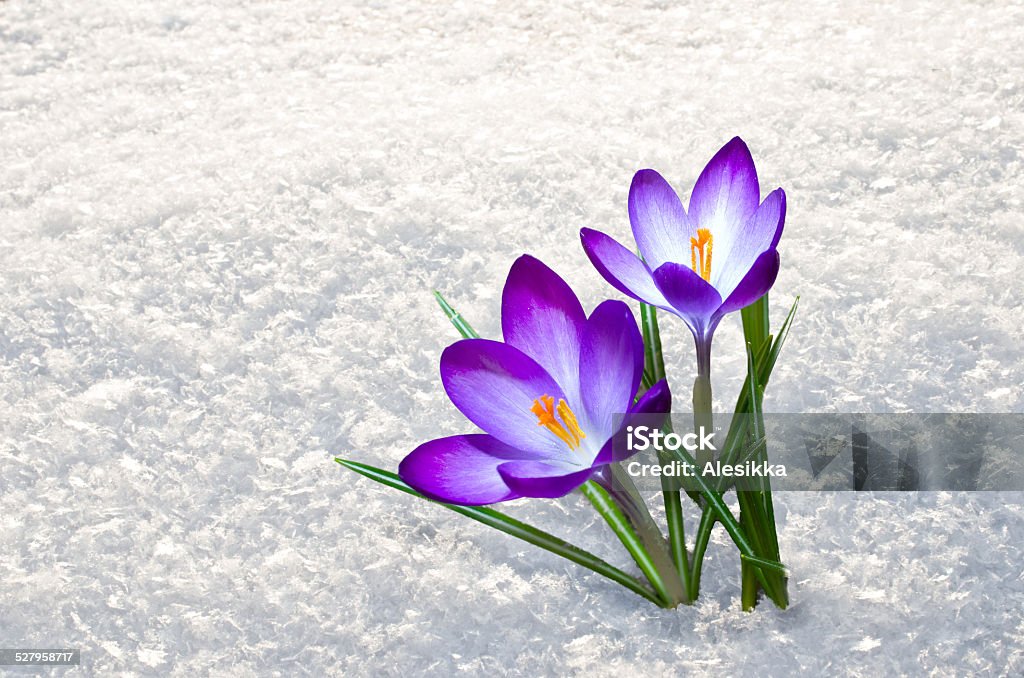 first crocus flowers first blue crocus flowers, spring saffron Snow Stock Photo