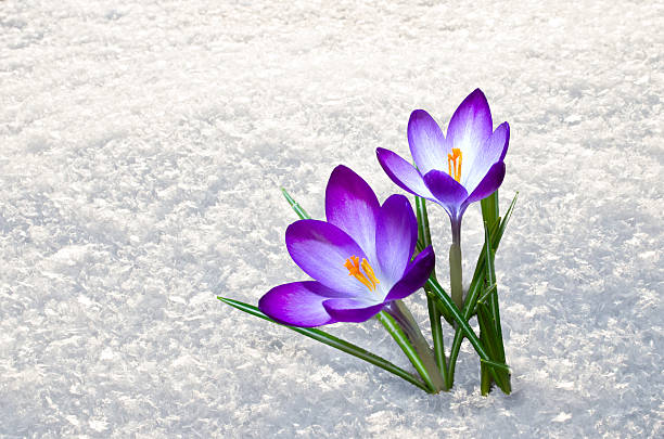 first crocus flowers first blue crocus flowers, spring saffron march month photos stock pictures, royalty-free photos & images