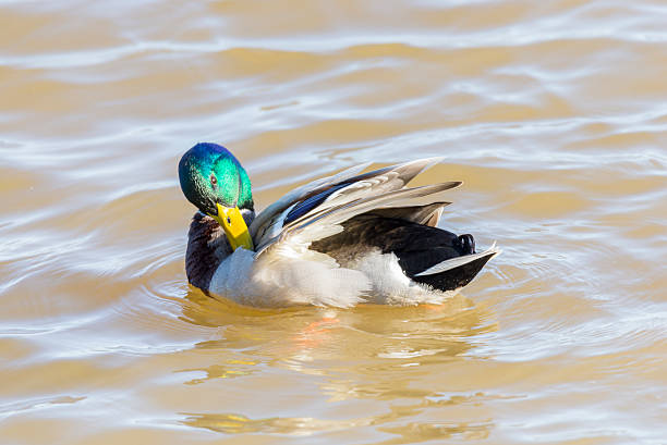 istock anas platyrhynchos,swimming in the lake 527958817