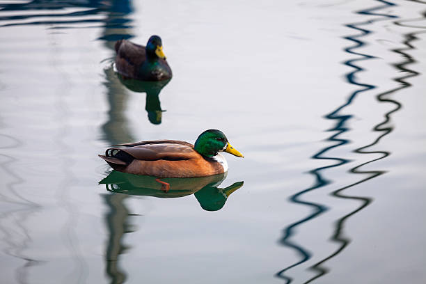 istock Two wild ducks, Lake Maggiore, wintertime. Color image 527959557