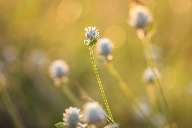 istock Grass flower in the morning 527959605