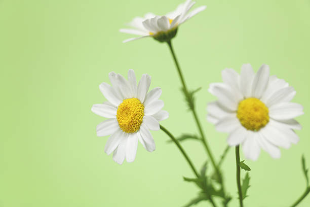 istock Japanese north pole flowers in green 528041440