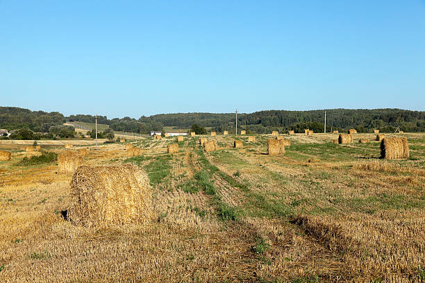 istock haystacks in a field of straw 528041712
