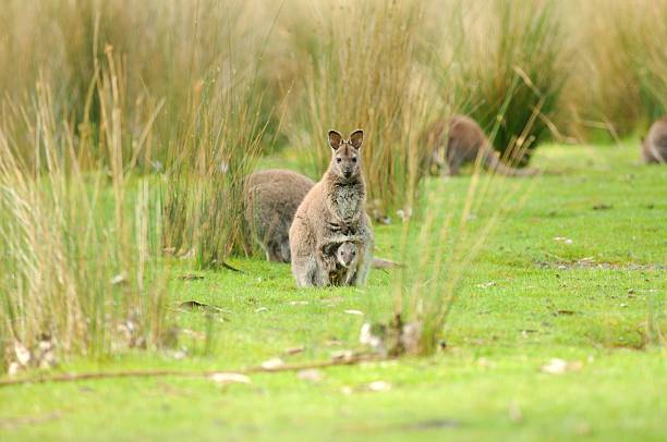 왈라비 - wallaby 뉴스 사진 이미지