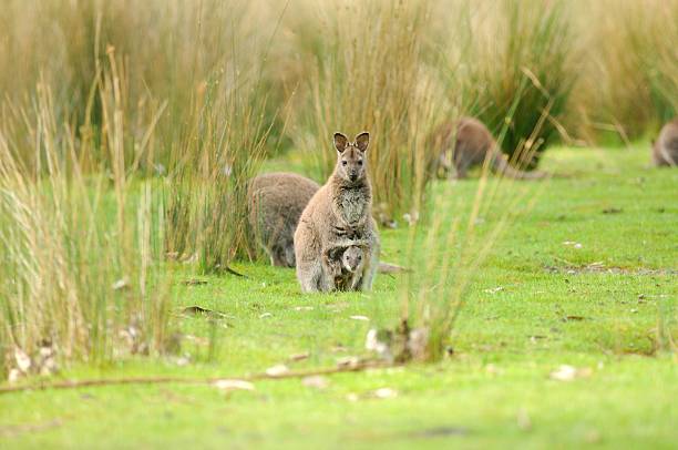 Wallaby a Wallaby sits joey in pouch while others forage for food around her on Bruny Island off Tasmania, Australia wallaby stock pictures, royalty-free photos & images