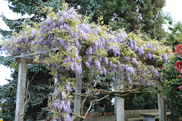 Blooming wisteria frutescens at Lake Maggiore, Italy Blooming wisteria frutescens at Lake Maggiore, Italy wisteria frutescens stock pictures, royalty-free photos & images