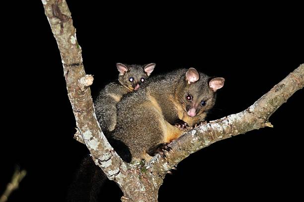Brush-tail Possum a mother Possum and her baby seek refuge in a tree on the Tasman Peninsula Tasmania, Australia  prehensile tail stock pictures, royalty-free photos & images