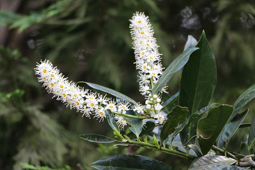 Cherry Laurel with large white flowers
